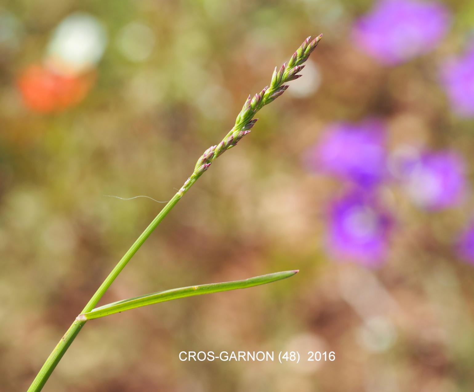 Fescue, Gravel